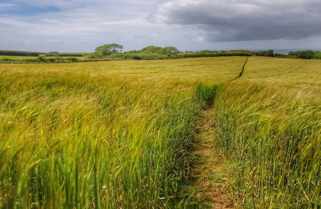 dapsone powder.webp dapsone powder.webp