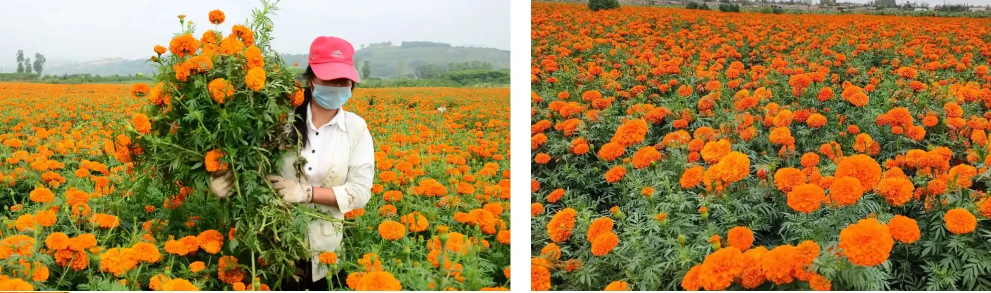 product-1-1 product-1-1