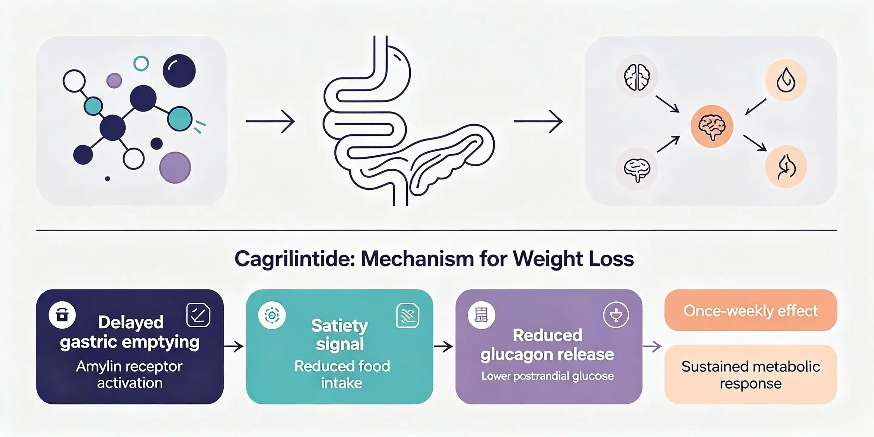 Peptida Cagrilintide: Bagaimana Cara Kerjanya untuk Menurunkan Berat Badan